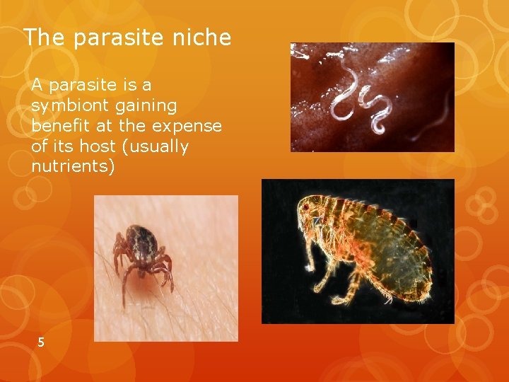 The parasite niche A parasite is a symbiont gaining benefit at the expense of