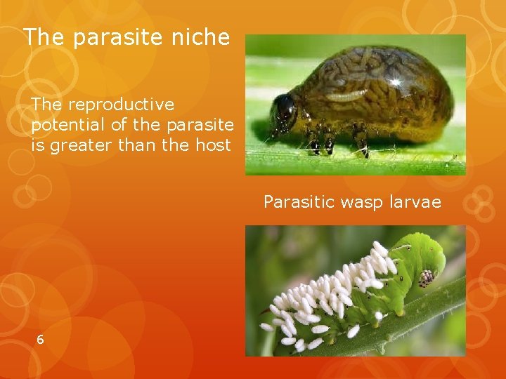 The parasite niche The reproductive potential of the parasite is greater than the host