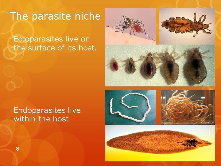 The parasite niche Ectoparasites live on the surface of its host. Endoparasites live within