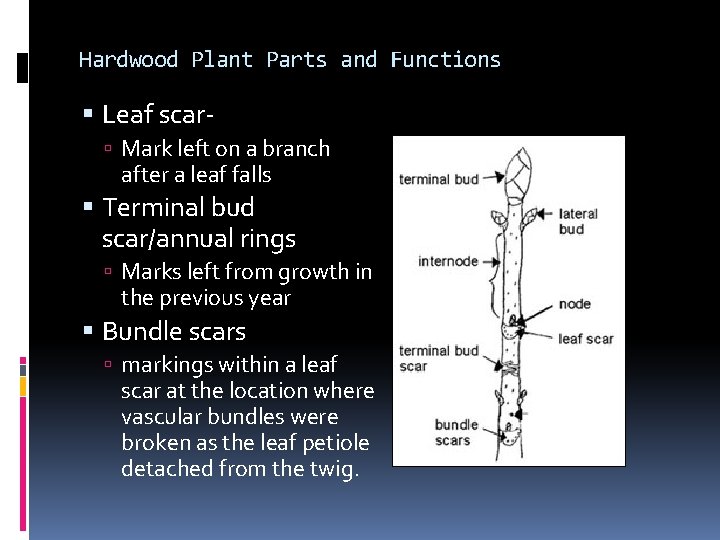 Hardwood Plant Parts and Functions Leaf scar Mark left on a branch after a