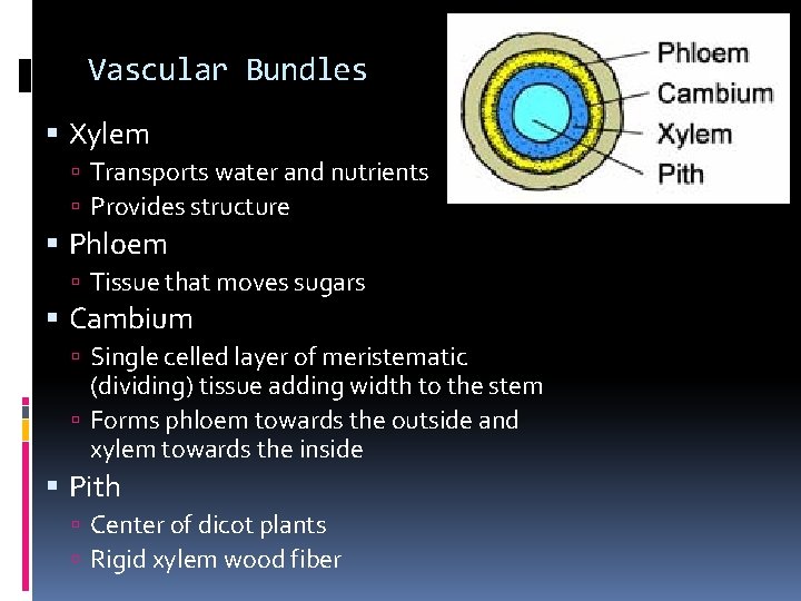 Vascular Bundles Xylem Transports water and nutrients Provides structure Phloem Tissue that moves sugars