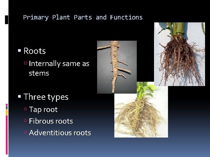 Primary Plant Parts and Functions Roots Internally same as stems Three types Tap root