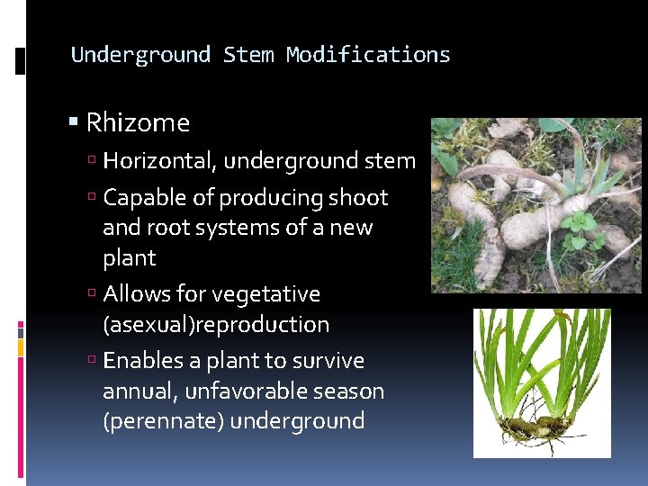 Underground Stem Modifications Rhizome Horizontal, underground stem Capable of producing shoot and root systems