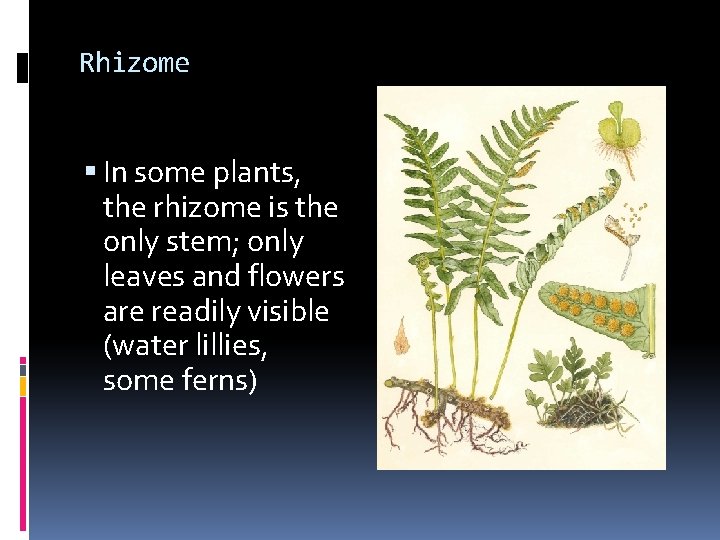 Rhizome In some plants, the rhizome is the only stem; only leaves and flowers Rhizome In some plants, the rhizome is the only stem; only leaves and flowers