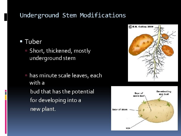 Underground Stem Modifications Tuber Short, thickened, mostly underground stem has minute scale leaves, each Underground Stem Modifications Tuber Short, thickened, mostly underground stem has minute scale leaves, each