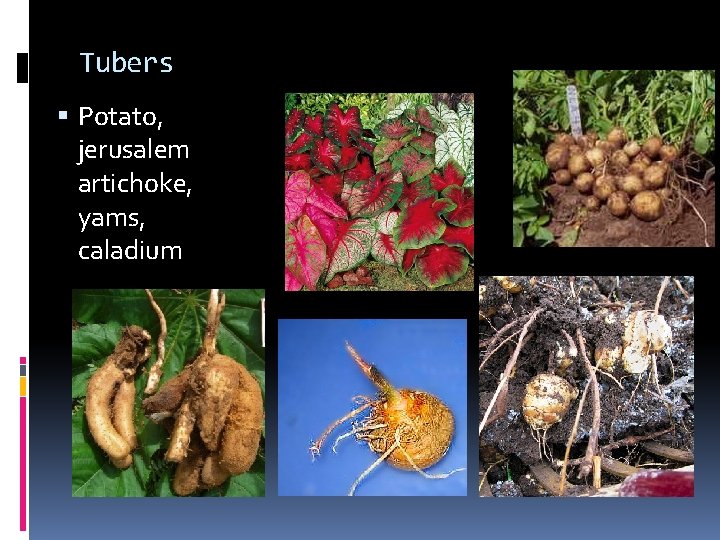 Tubers Potato, jerusalem artichoke, yams, caladium Tubers Potato, jerusalem artichoke, yams, caladium