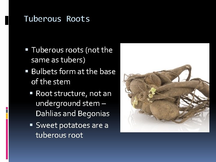 Tuberous Roots Tuberous roots (not the same as tubers) Bulbets form at the base Tuberous Roots Tuberous roots (not the same as tubers) Bulbets form at the base