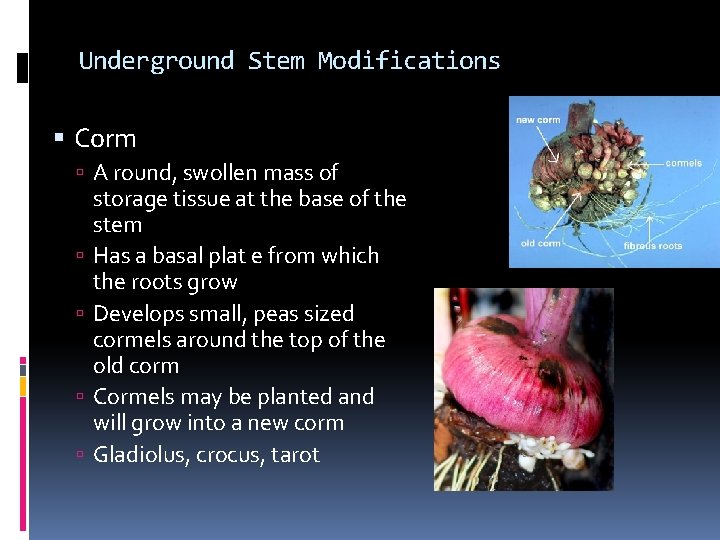 Underground Stem Modifications Corm A round, swollen mass of storage tissue at the base Underground Stem Modifications Corm A round, swollen mass of storage tissue at the base