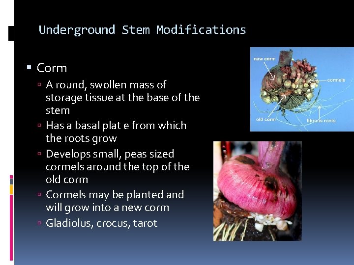 Underground Stem Modifications Corm A round, swollen mass of storage tissue at the base