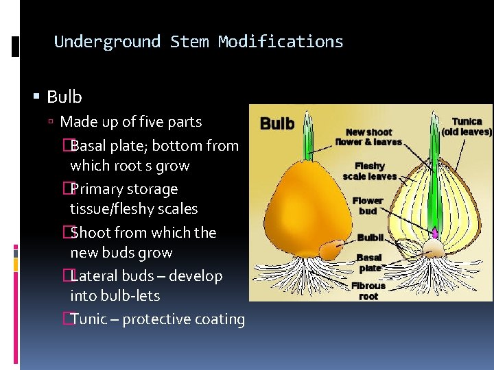 Underground Stem Modifications Bulb Made up of five parts �Basal plate; bottom from which