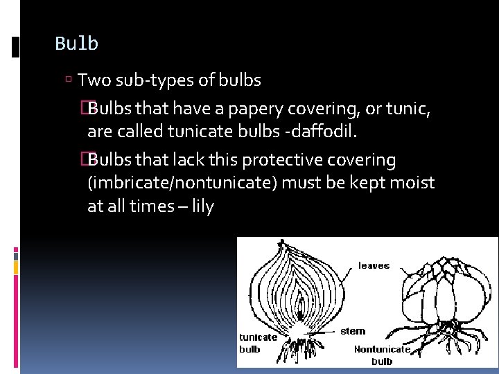 Bulb Two sub-types of bulbs � Bulbs that have a papery covering, or tunic,