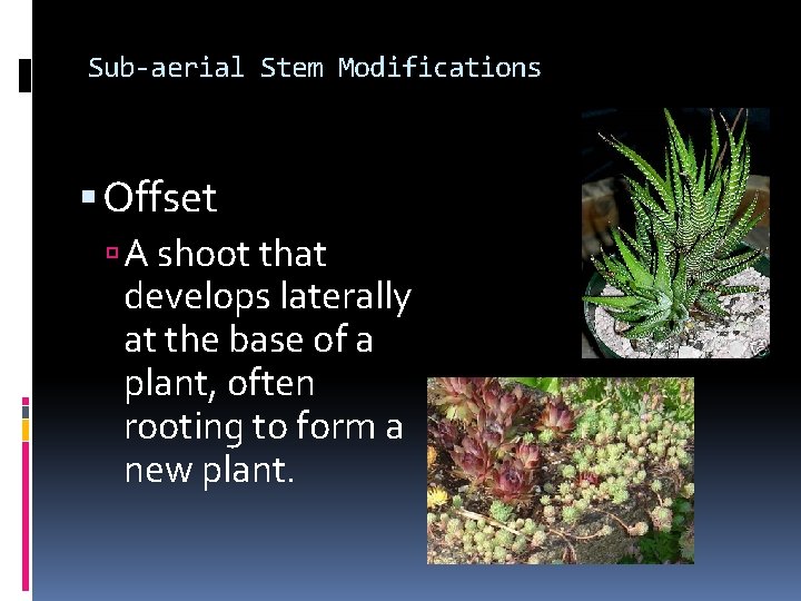 Sub-aerial Stem Modifications Offset A shoot that develops laterally at the base of a