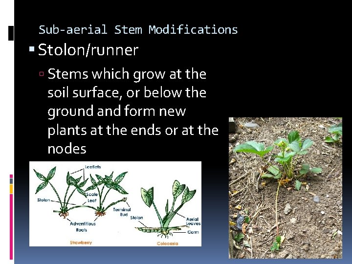 Sub-aerial Stem Modifications Stolon/runner Stems which grow at the soil surface, or below the