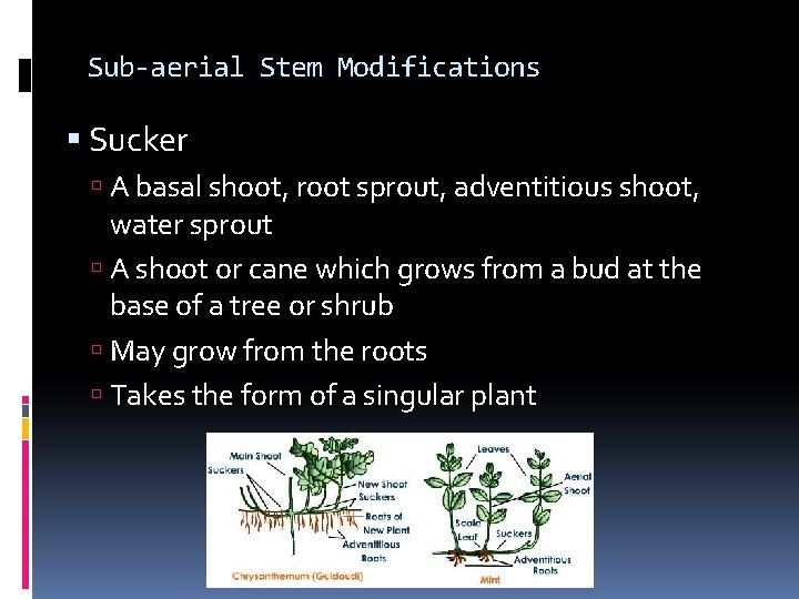 Sub-aerial Stem Modifications Sucker A basal shoot, root sprout, adventitious shoot, water sprout A Sub-aerial Stem Modifications Sucker A basal shoot, root sprout, adventitious shoot, water sprout A
