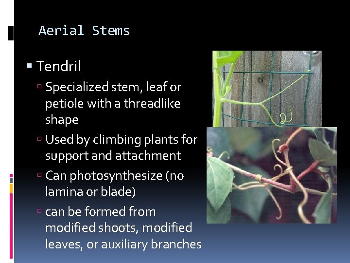 Aerial Stems Tendril Specialized stem, leaf or petiole with a threadlike shape Used by Aerial Stems Tendril Specialized stem, leaf or petiole with a threadlike shape Used by