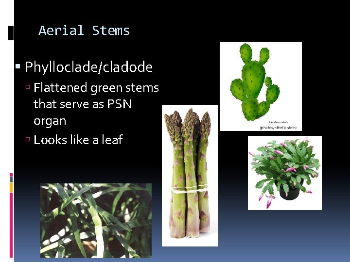 Aerial Stems Phylloclade/cladode Flattened green stems that serve as PSN organ Looks like a