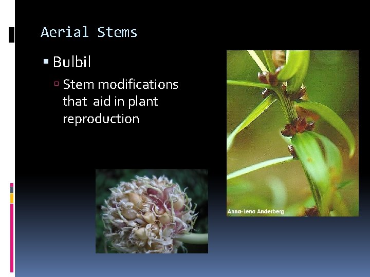 Aerial Stems Bulbil Stem modifications that aid in plant reproduction Aerial Stems Bulbil Stem modifications that aid in plant reproduction