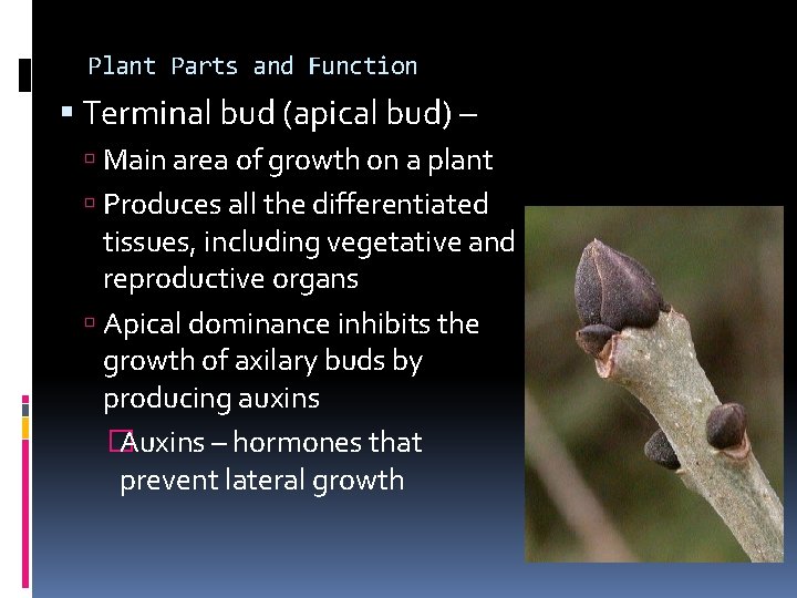 Plant Parts and Function Terminal bud (apical bud) – Main area of growth on Plant Parts and Function Terminal bud (apical bud) – Main area of growth on