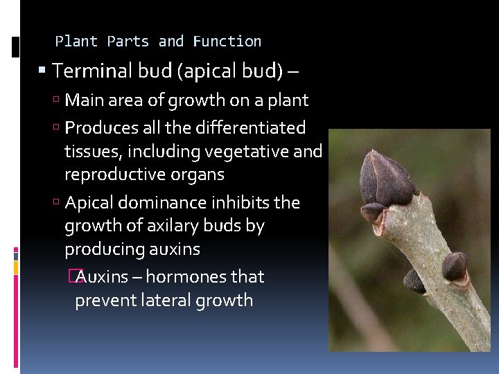 Plant Parts and Function Terminal bud (apical bud) – Main area of growth on