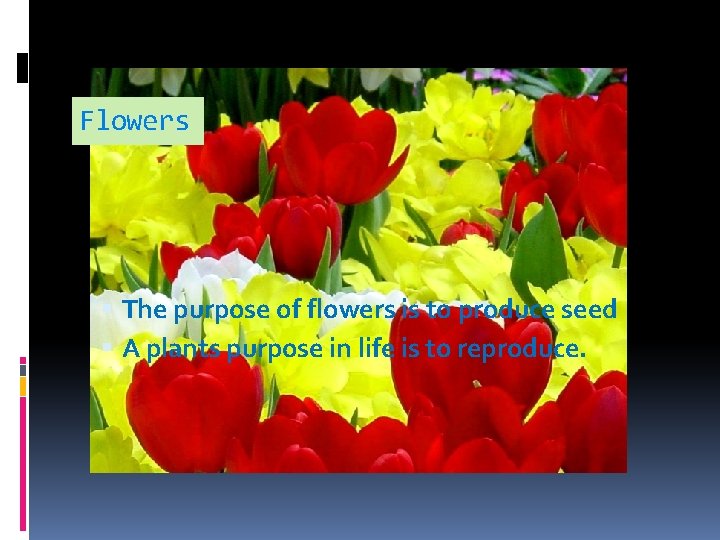 Flowers The purpose of flowers is to produce seed A plants purpose in life Flowers The purpose of flowers is to produce seed A plants purpose in life