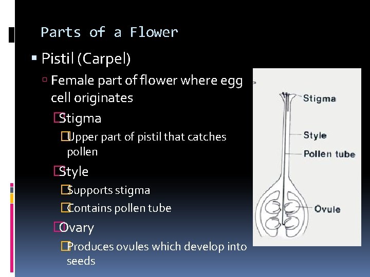 Parts of a Flower Pistil (Carpel) Female part of flower where egg cell originates