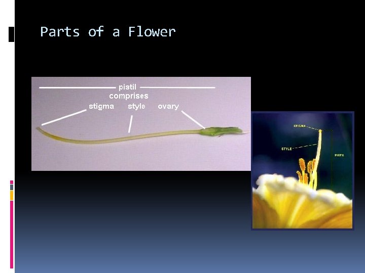 Parts of a Flower 