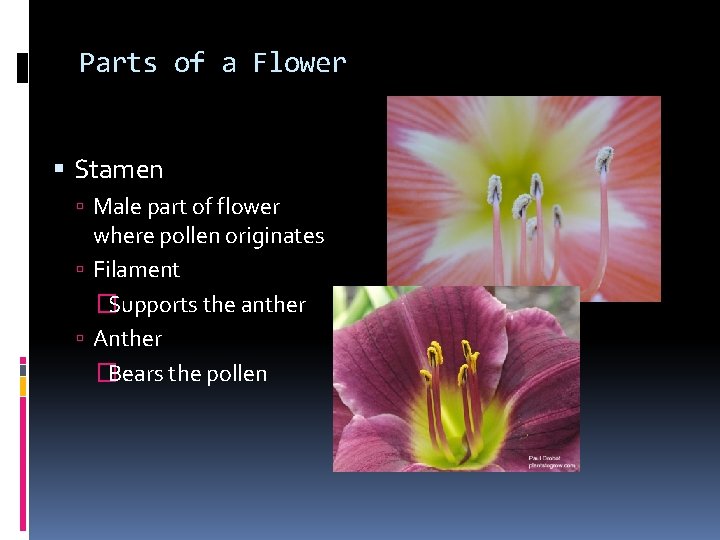 Parts of a Flower Stamen Male part of flower where pollen originates Filament �Supports Parts of a Flower Stamen Male part of flower where pollen originates Filament �Supports