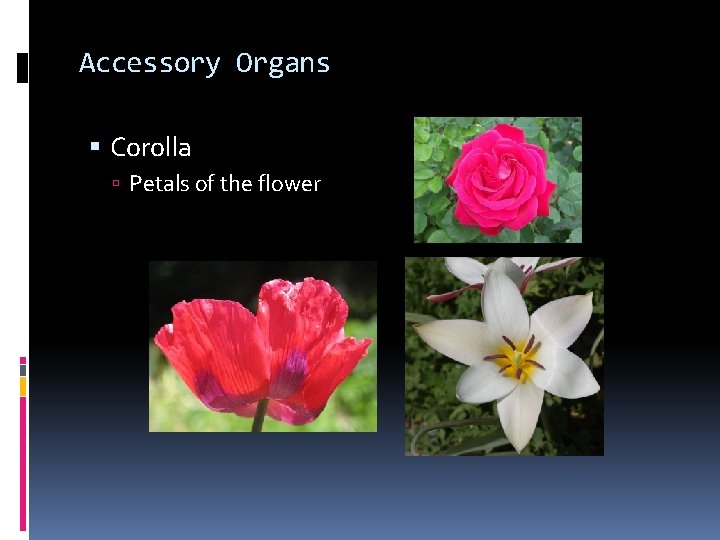 Accessory Organs Corolla Petals of the flower Accessory Organs Corolla Petals of the flower