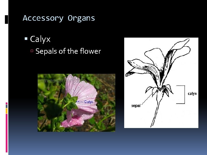 Accessory Organs Calyx Sepals of the flower 