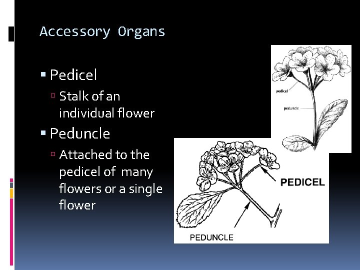 Accessory Organs Pedicel Stalk of an individual flower Peduncle Attached to the pedicel of