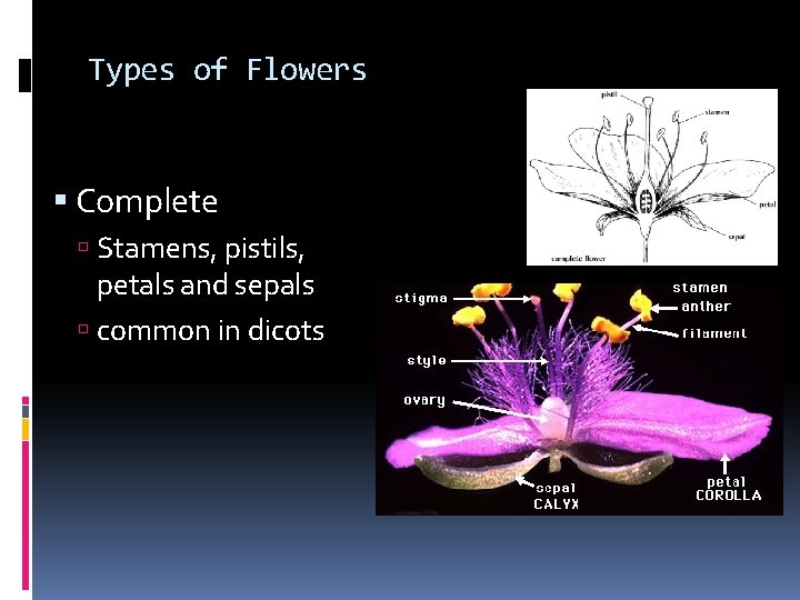 Types of Flowers Complete Stamens, pistils, petals and sepals common in dicots Types of Flowers Complete Stamens, pistils, petals and sepals common in dicots
