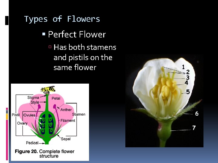 Types of Flowers Perfect Flower Has both stamens and pistils on the same flower