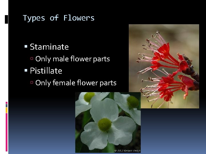 Types of Flowers Staminate Only male flower parts Pistillate Only female flower parts 