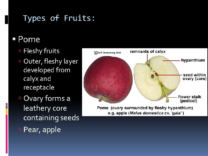 Types of Fruits: Pome Fleshy fruits Outer, fleshy layer developed from calyx and receptacle Types of Fruits: Pome Fleshy fruits Outer, fleshy layer developed from calyx and receptacle