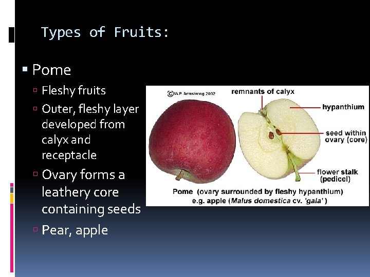 Types of Fruits: Pome Fleshy fruits Outer, fleshy layer developed from calyx and receptacle