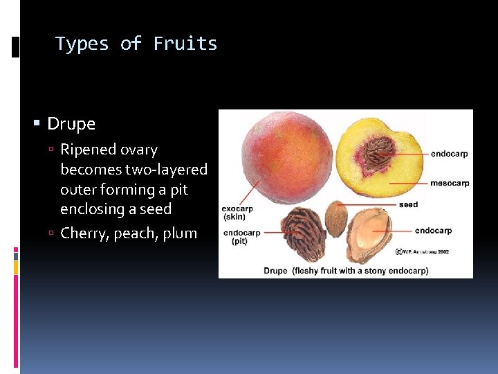 Types of Fruits Drupe Ripened ovary becomes two-layered outer forming a pit enclosing a