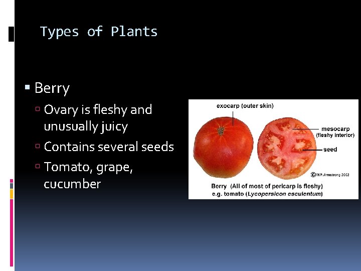 Types of Plants Berry Ovary is fleshy and unusually juicy Contains several seeds Tomato,