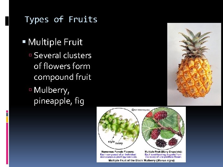 Types of Fruits Multiple Fruit Several clusters of flowers form compound fruit Mulberry, pineapple,