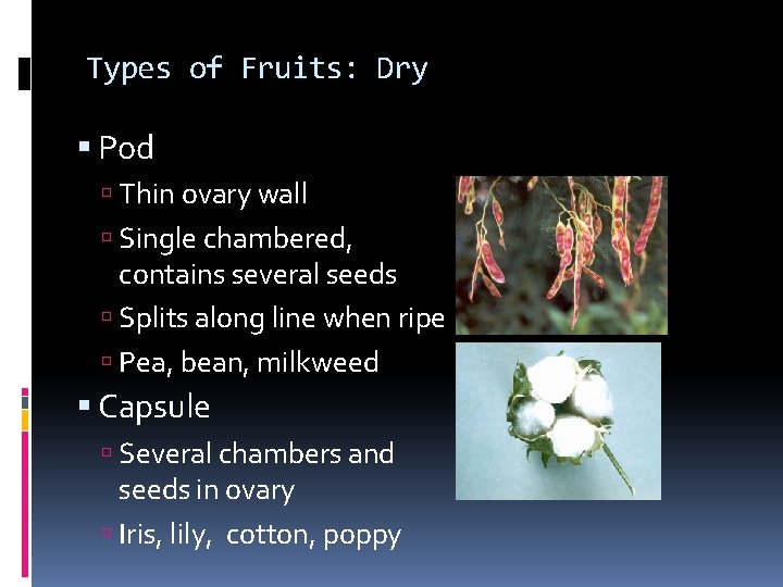Types of Fruits: Dry Pod Thin ovary wall Single chambered, contains several seeds Splits Types of Fruits: Dry Pod Thin ovary wall Single chambered, contains several seeds Splits