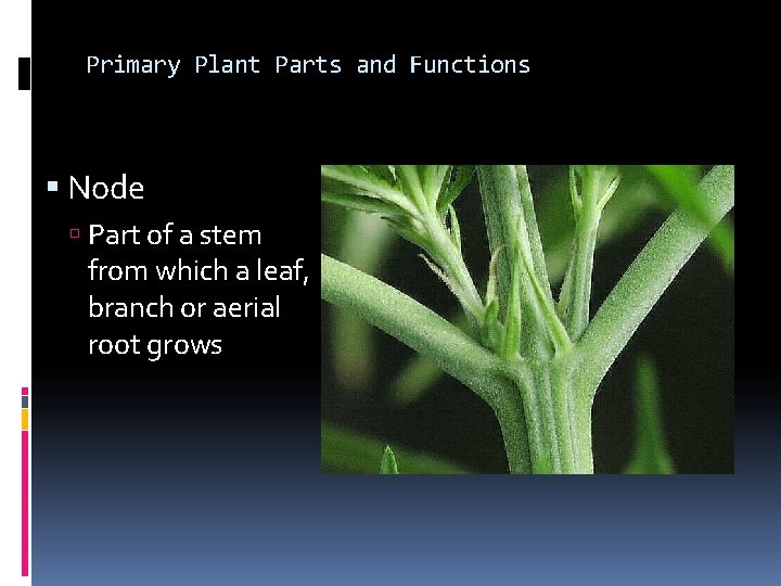 Primary Plant Parts and Functions Node Part of a stem from which a leaf,