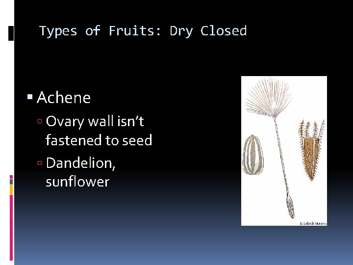Types of Fruits: Dry Closed Achene Ovary wall isn’t fastened to seed Dandelion, sunflower Types of Fruits: Dry Closed Achene Ovary wall isn’t fastened to seed Dandelion, sunflower