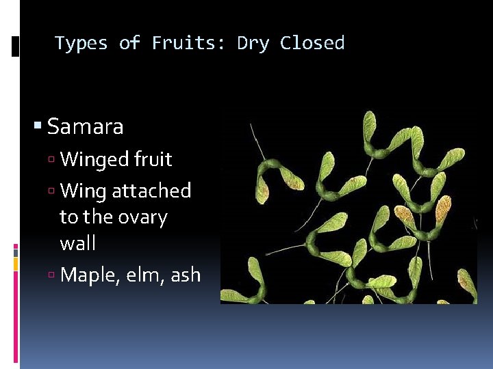 Types of Fruits: Dry Closed Samara Winged fruit Wing attached to the ovary wall Types of Fruits: Dry Closed Samara Winged fruit Wing attached to the ovary wall