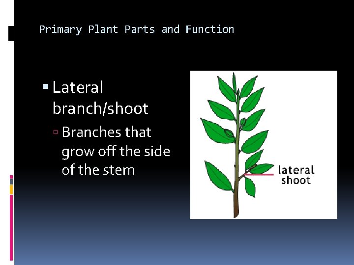 Primary Plant Parts and Function Lateral branch/shoot Branches that grow off the side of