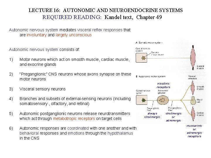 LECTURE 16: AUTONOMIC AND NEUROENDOCRINE SYSTEMS REQUIRED READING: Kandel text, Chapter 49 Autonomic nervous