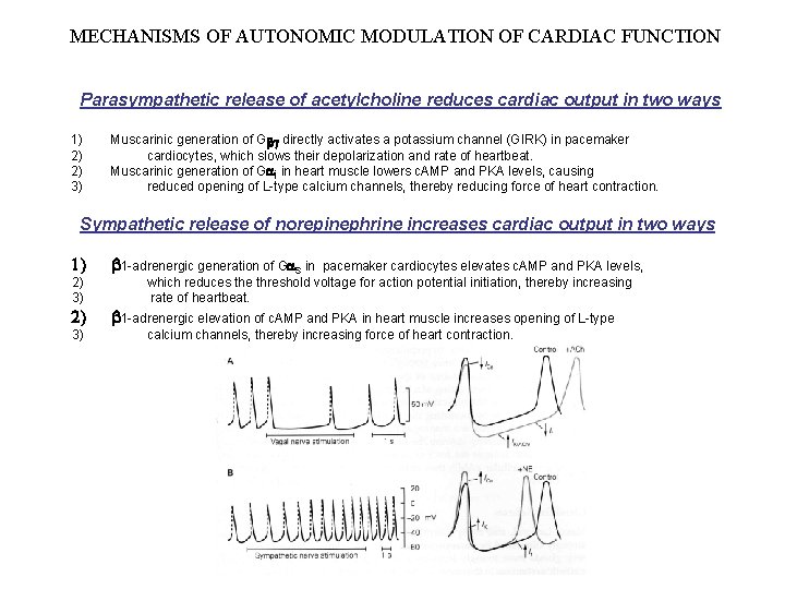 MECHANISMS OF AUTONOMIC MODULATION OF CARDIAC FUNCTION Parasympathetic release of acetylcholine reduces cardiac output