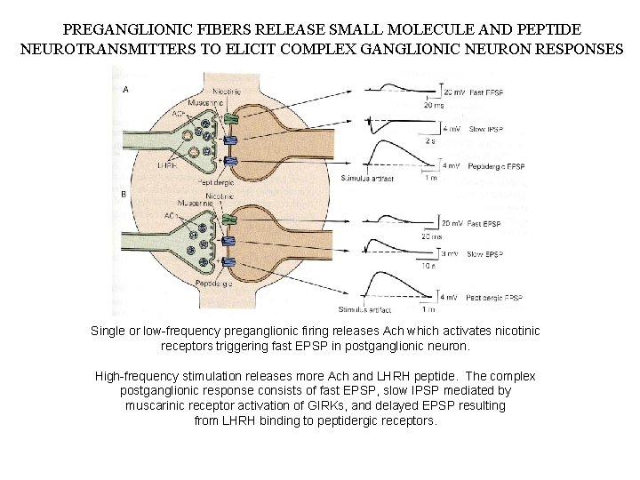 PREGANGLIONIC FIBERS RELEASE SMALL MOLECULE AND PEPTIDE NEUROTRANSMITTERS TO ELICIT COMPLEX GANGLIONIC NEURON RESPONSES