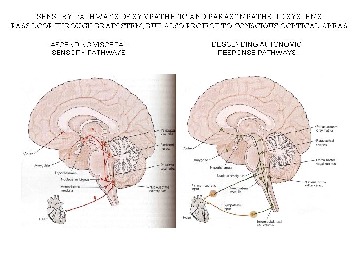 SENSORY PATHWAYS OF SYMPATHETIC AND PARASYMPATHETIC SYSTEMS PASS LOOP THROUGH BRAIN STEM, BUT ALSO