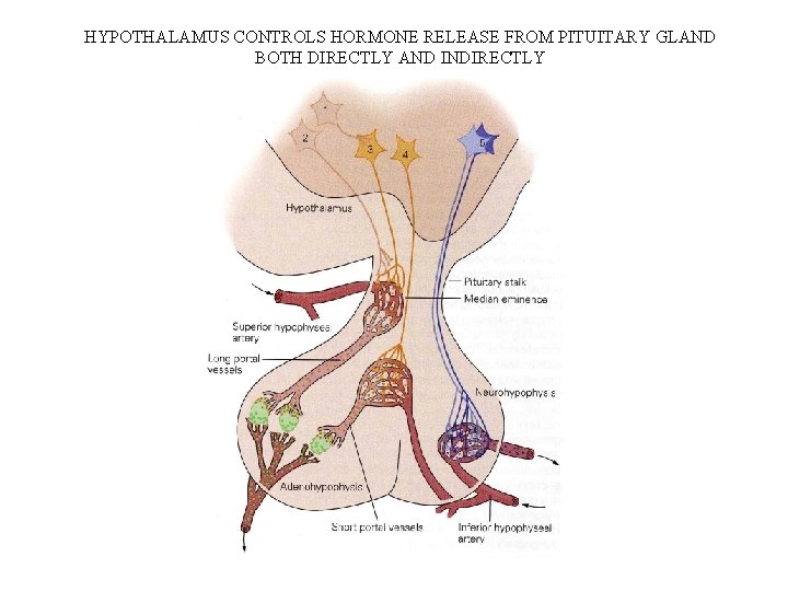 HYPOTHALAMUS CONTROLS HORMONE RELEASE FROM PITUITARY GLAND BOTH DIRECTLY AND INDIRECTLY 