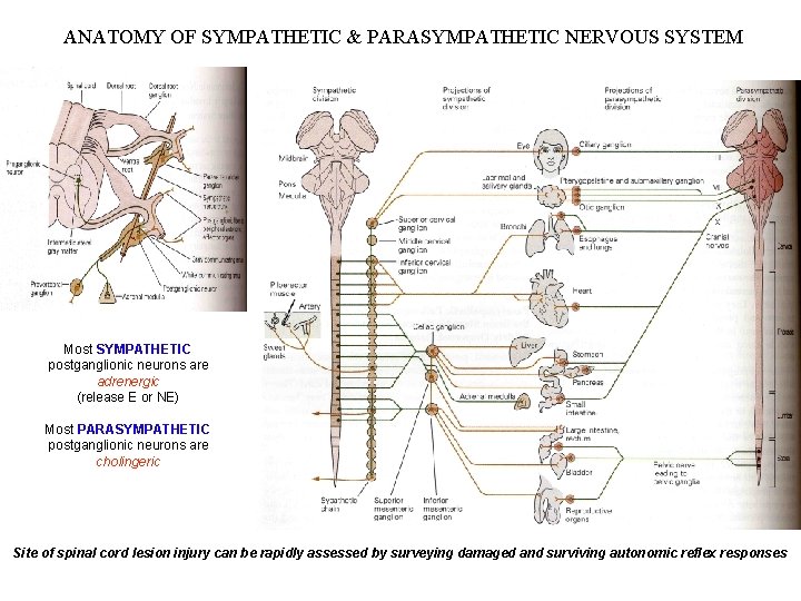 ANATOMY OF SYMPATHETIC & PARASYMPATHETIC NERVOUS SYSTEM Most SYMPATHETIC postganglionic neurons are adrenergic (release