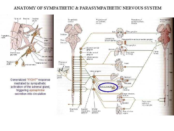 ANATOMY OF SYMPATHETIC & PARASYMPATHETIC NERVOUS SYSTEM Generalized “FIGHT” response mediated by sympathetic activation